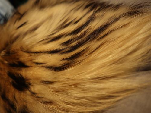 タトラスのNITTI