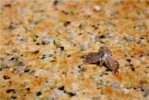 多摩センターのトレファクスタイル 買取