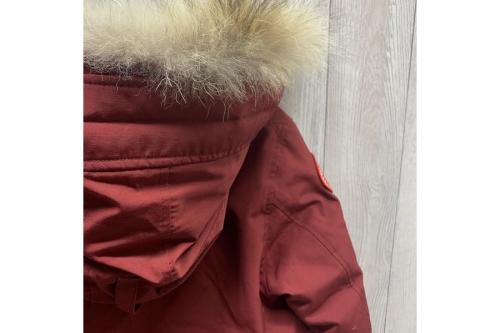 ラブラドール　ボンバー