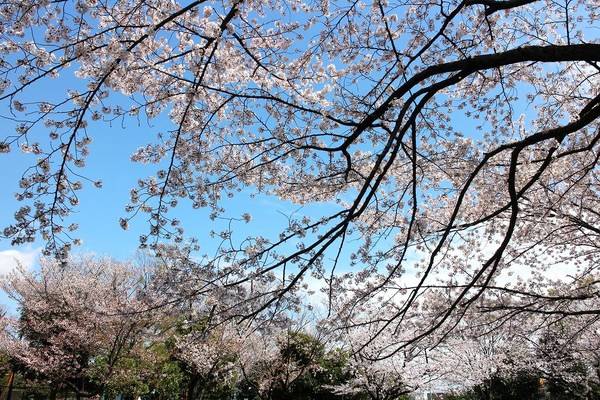 「桜祭りの恩田川 」