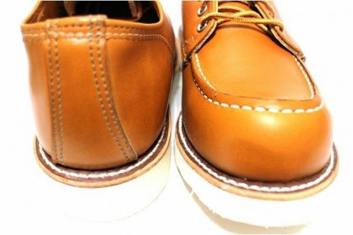 アイリッシュセッターのオックスフォード