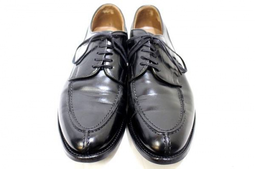 シェットランドフォックスのREGAL