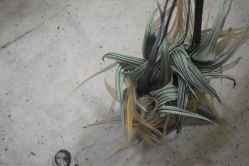 イッセイミヤケ フェットの立川　新入荷 古着