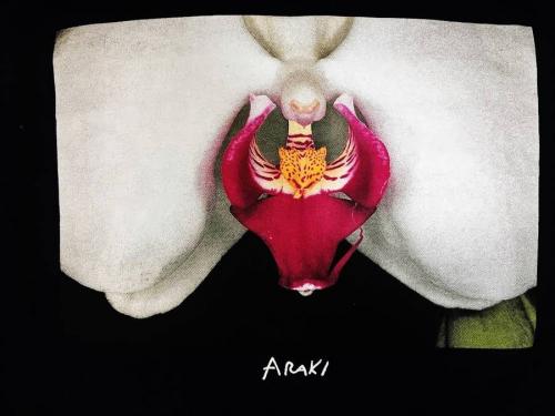 SUPREMEの荒木経惟