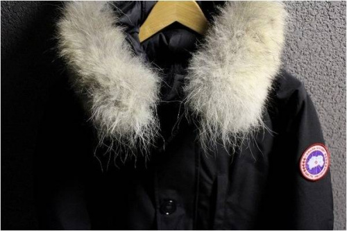 葛西のカナダグース