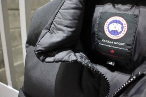 仙川のカナダグース